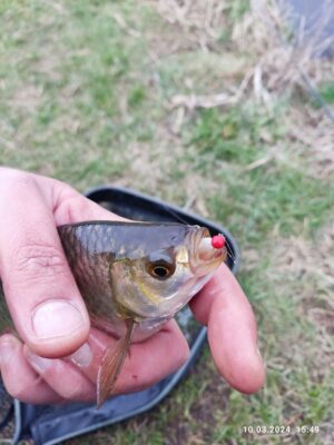 wyselekcjonowane przynęty na białoryb